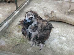 -青岛森林野生动物世界