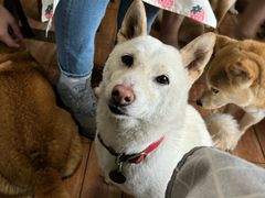 -柴犬高等学院·狗咖·柴犬售卖·宠物训练