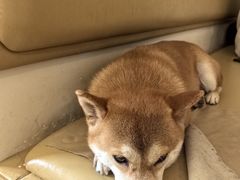 -柴の食堂·日式家庭料理·熊之肆(大学路店)