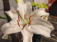 -慢丽江·云南野生菌土鸡锅(付家庄店)