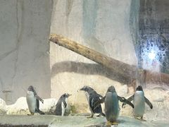 -大连圣亚海洋世界