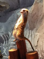 -Zoolung Zoolung动物主题公园(海信广场店)