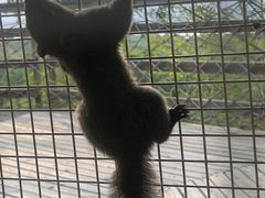 -欢乐松鼠谷