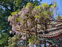 -红螺寺