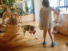 -Husky Go! 哈士奇体验馆·宠物咖啡厅狗咖