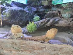 -海南热带野生动植物园