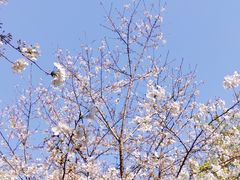 -苏州上方山国家森林公园