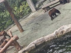 -深圳野生动物园