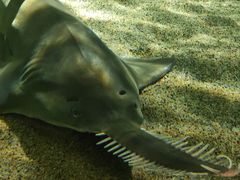 -上海海洋水族馆