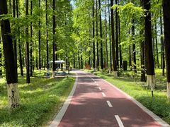 -黄海国家森林公园