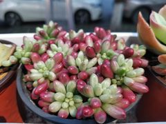 -龙厂长老火锅(抚琴店)