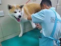 -北京观赏动物医院·24小时大型综合·猫专科·异宠专科