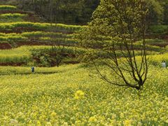 -桑洲油菜花景区