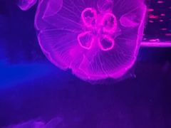 -北戴河圣蓝海洋公园