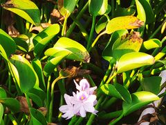 -雁荡山雁湖景区