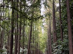 -上海滨江森林公园