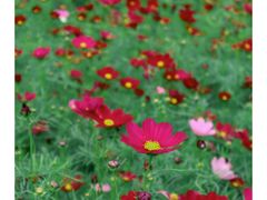 -南沙蒲洲花园