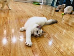-momokira米努特·德文卷毛猫·棉花面纱犬