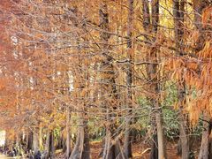 -上海海湾国家森林公园