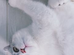 -喵的天空名猫咖啡馆·撸猫·猫舍·用品