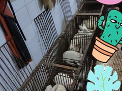 -温江公平红烧兔(总店)