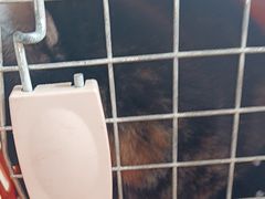 -瑞派长江宠物医院·猫科·外科·24小时夜护(谊城公寓分院)
