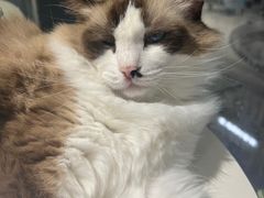 -怪兽屋·羊驼·猫咖·狗咖(俊华广场店)