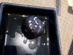 -太湖饭店玉兰厅(自助餐厅)