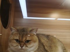 -猫十亿·布偶金渐层·曼基康矮脚猫舍(青年路店)