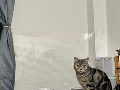 -瑞派宠物医院·犬猫全科·猫友好(宾水西道店)