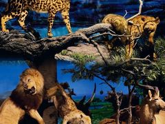 -国家自然博物馆