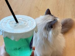 -有喵·猫咖·狗咖·30几只猫10只小狗(岗厦店)