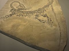 -重庆自然博物馆(新馆)