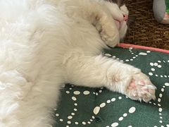 -猫大福·Fortune Cat猫舍(百子湾店)