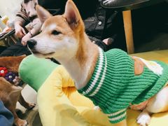 -逗柴咖啡屋·狗咖猫咖宠物桌游