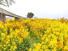 -白鹭湾湿地公园