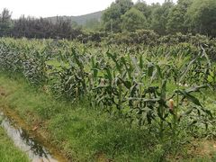 -呼吸森林·生态农庄农家乐私房菜