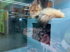 -FAELING PETS美天灵宠物(合生汇店)