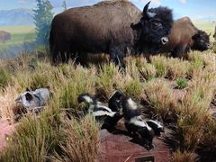 -陕西自然博物馆