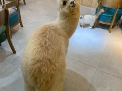 -爱诺耐芙动物医院(万博店)