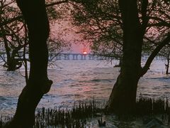 -宝安西湾红树林湿地公园