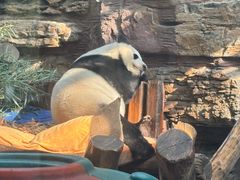 -石家庄市动物园