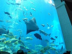 -迪拜水族馆及水下动物园