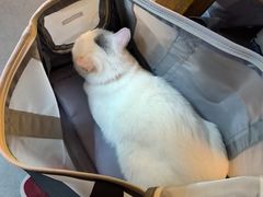 -瑞鹏宠物医院·骨科·猫科·内科(第一中心)