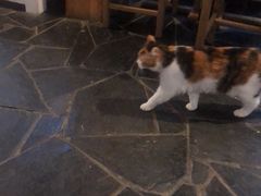 -Anne猫窝咖啡屋