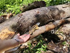 -五营红松林海景区