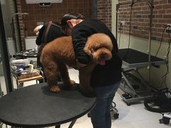 -Oh My Dog宠物沙龙(伊珊娜皮毛护理店)