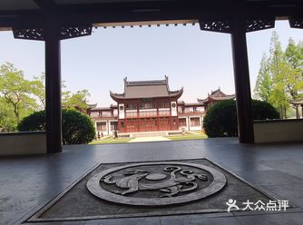 我从没见过那么大一颗的海桐树