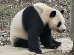 -都江堰中华大熊猫苑