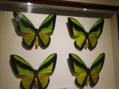 android_upload_pic-上海大自然野生昆虫馆
